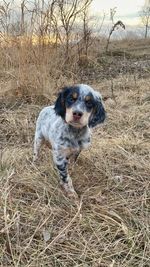 Portrait of dog on field