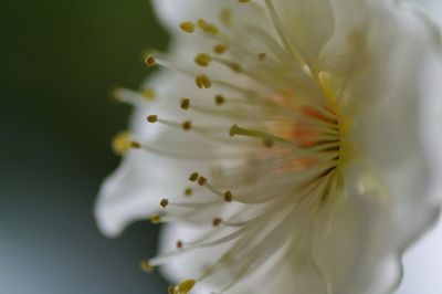 Close-up of white flowers