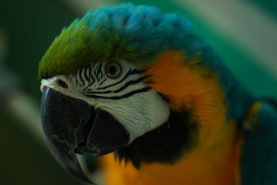 Close up of multi colored parrot