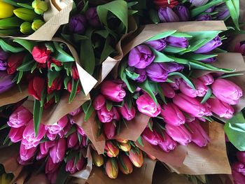 Close-up of pink flowers