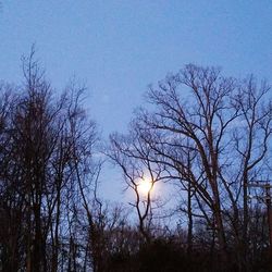 Low angle view of bare trees against sky