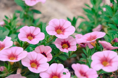 Close-up of pink flowering plants