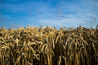 Wheat crop in field