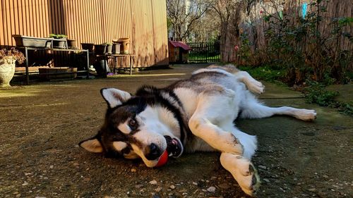 Dog relaxing outdoors