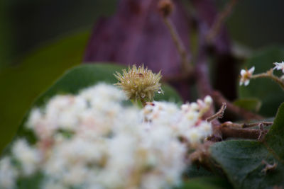 Close-up of insect on flower
