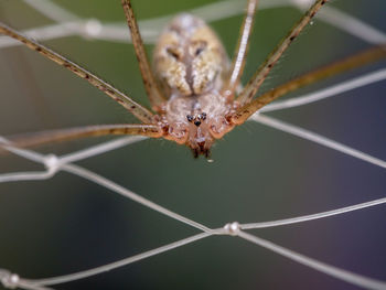Close-up of spider on web