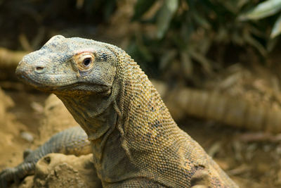 Close-up of a lizard