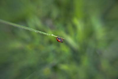 Close-up of insect on plant