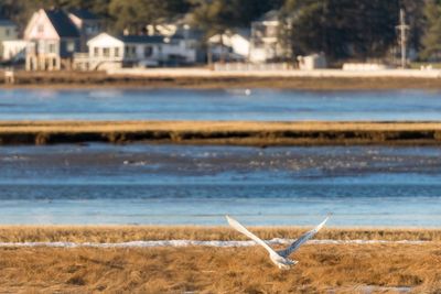 Bird by sea against sky