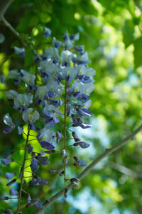 Close-up of flowers growing on tree