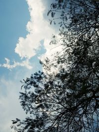 Low angle view of silhouette tree against sky