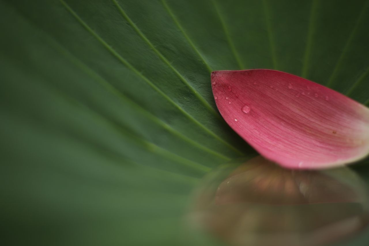 freshness, close-up, red, fragility, flower, growth, green color, focus on foreground, petal, selective focus, nature, beauty in nature, plant, flower head, day, pink color, outdoors, grass, part of, green, softness