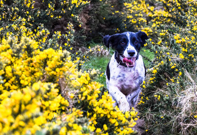 Portrait of dog with yellow flowers