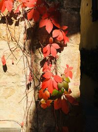 Close-up of orange leaves against wall