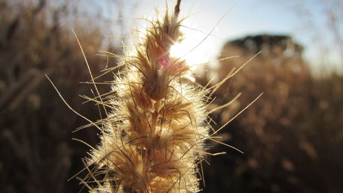 Close-up of plant