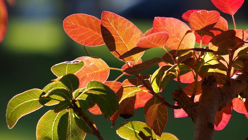 Close-up of leaves