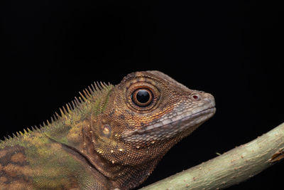 Close-up of lizard