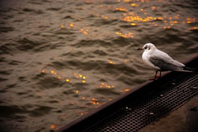 Birds in flight