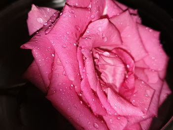 Close-up of wet pink rose