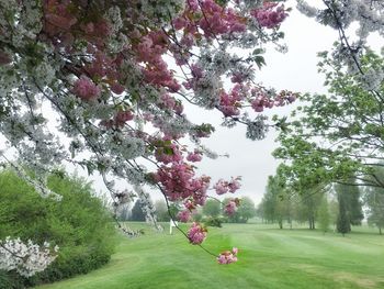 Flowers blooming on tree in park