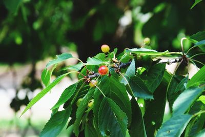 Close-up of plant