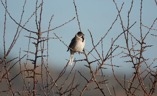 Low angle view of bird perching on branch