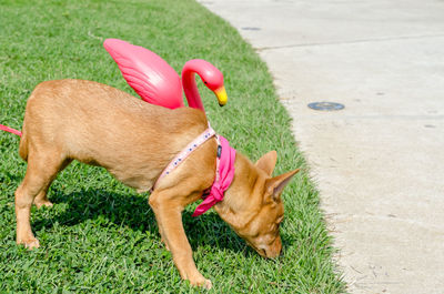 Dog relaxing on grass