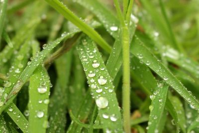 Close-up of wet leaves on rainy day