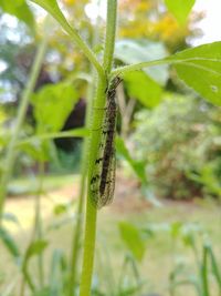 Close-up of insect on plant