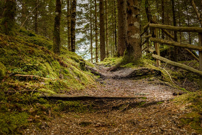 Forest pathway with trees and roots