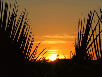 Silhouette plants against sky during sunset
