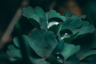 Close-up of green plant