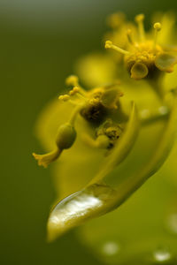 Close-up of yellow flower