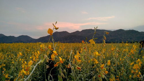 Yellow flowers growing on field against sky