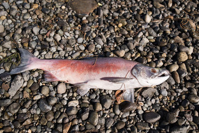 Close-up of dead fish on pebbles