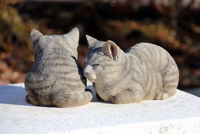 Cats relaxing on footpath