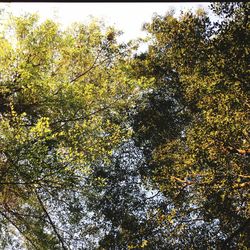 Low angle view of trees in forest against sky