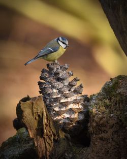 Close-up of bird perching on rock