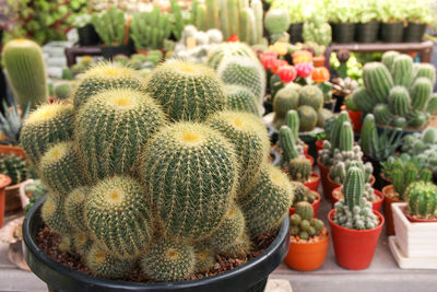 Close-up of cactus plants in greenhouse