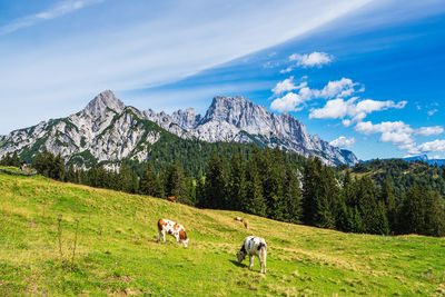 Horses in a valley