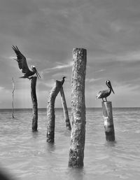 Pelicans on wooden post in sea against sky bw 