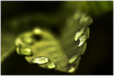 Close-up of water drop on leaf