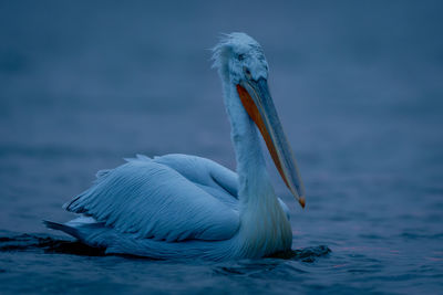 Close-up of pelican