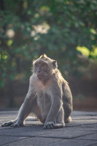 Lion sitting on looking away