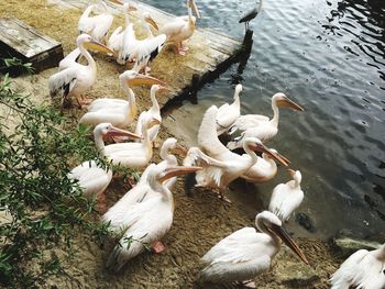 High angle view of swans in lake