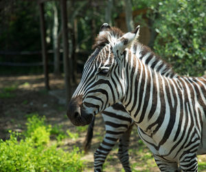 Zebras standing in a field