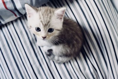 Close-up portrait of cat