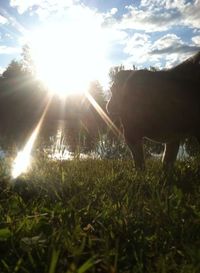 Sun shining through grassy field