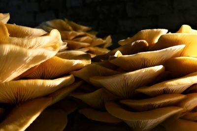 Close-up of mushrooms in a cellar.