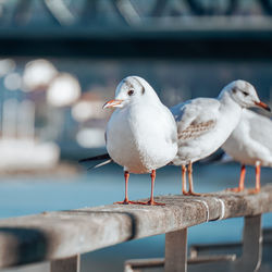 Seagulls in the seaport